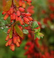 Berberis Vulgaris